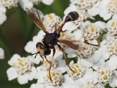 Physocephala rufipes