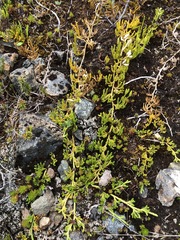 Diphasiastrum sitchense