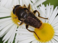 Merodon constans