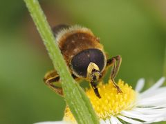 Merodon constans