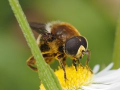 Merodon constans