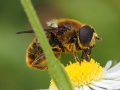Merodon constans