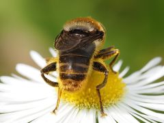 Merodon constans