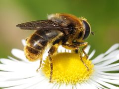 Merodon constans