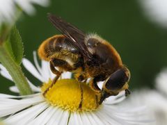 Merodon constans