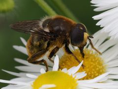 Merodon constans