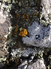 Teloschistes velifer