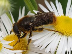 Merodon constans