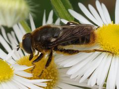 Merodon constans
