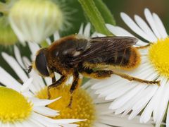 Merodon constans