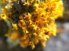 Teloschistes velifer