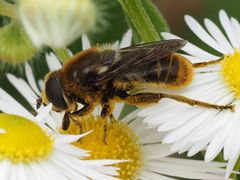 Merodon constans