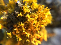 Teloschistes velifer