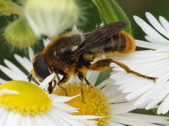 Merodon constans