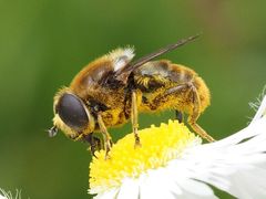Merodon constans