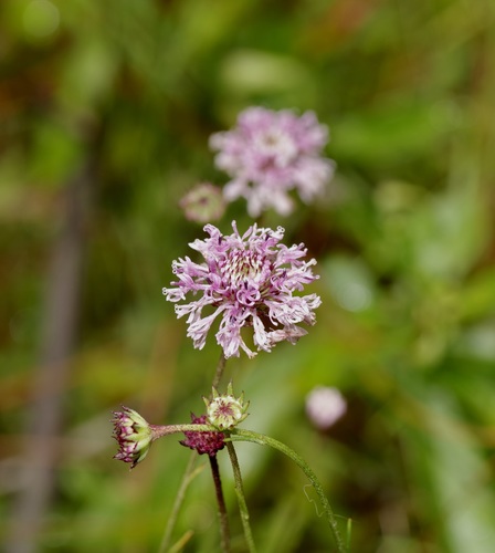 Image of Marshallia angustifolia by (c) Michelle W. （鍾偉瑋）, some rights reserved (CC BY)