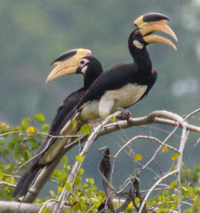 Malabar Pied-Hornbill photo 4