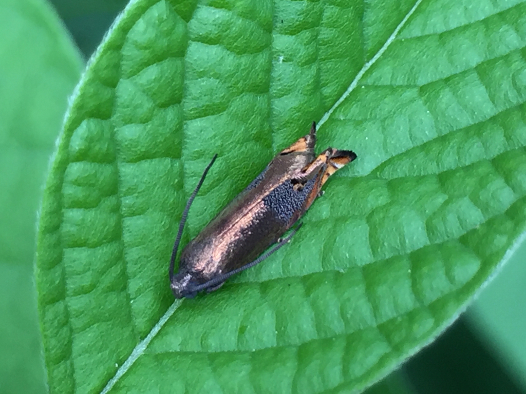 Coppery Orbexilum