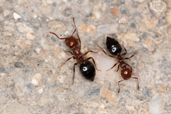 Crematogaster schmidti