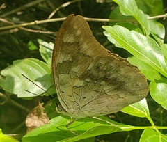 Archaeoprepona demophoon