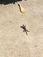 Sceloporus occidentalis