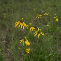 Rudbeckia scabrifolia