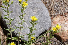 Heterotheca fulciens