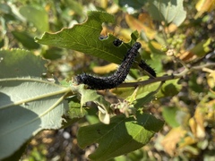 Nymphalis