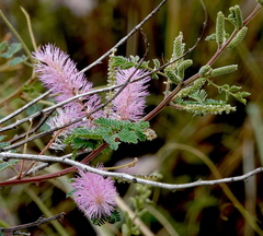 Mimosa dysocarpa