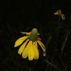Rudbeckia scabrifolia