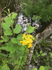 Packera schweinitziana