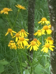 Packera schweinitziana