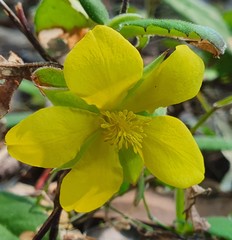 Hibbertia dentata