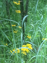 Packera schweinitziana