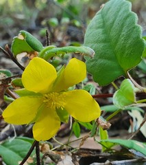 Hibbertia dentata
