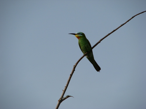 Merops persicus