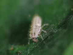 Psyllobora vigintimaculata