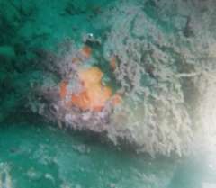 Distaplia occidentalis