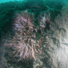 Salmacina tribranchiata