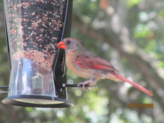 Cardinalis cardinalis image