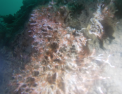 Salmacina tribranchiata