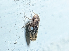 Xestocephalus similis