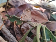 Arzecla tucumanensis