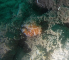 Distaplia occidentalis