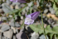 Penstemon lyallii