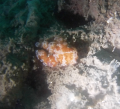 Distaplia occidentalis