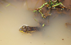 Lithobates montezumae