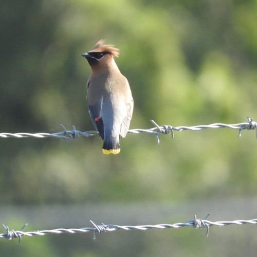 Cedar Waxwing photographed in Oregon