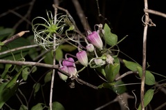Clematis carrizoensis