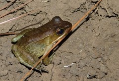 Lithobates maculatus